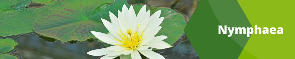 Nymphaea