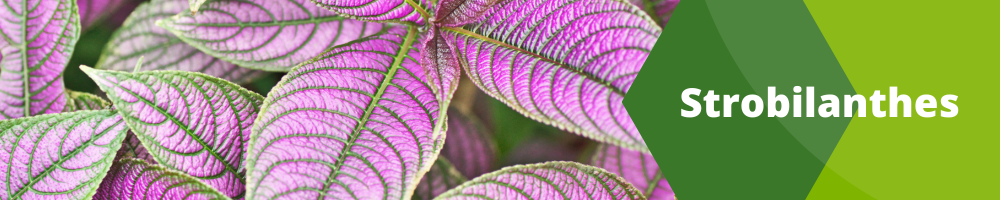 Strobilanthes