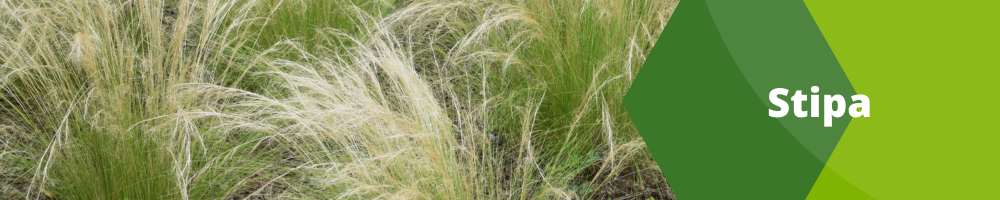 Stipa