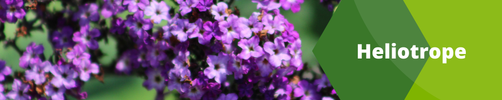 Heliotrope