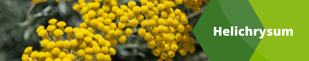 Helichrysum