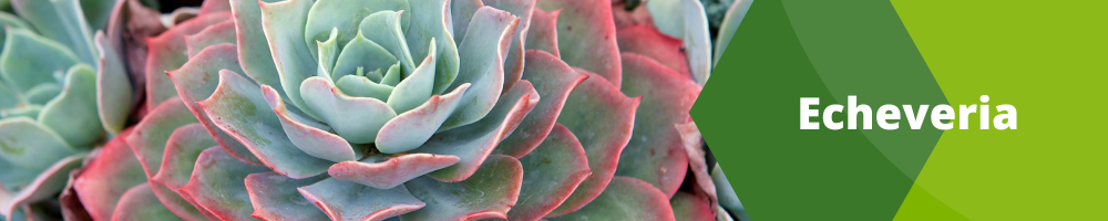 Echeveria