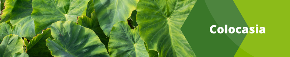 Colocasia