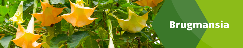 Brugmansia