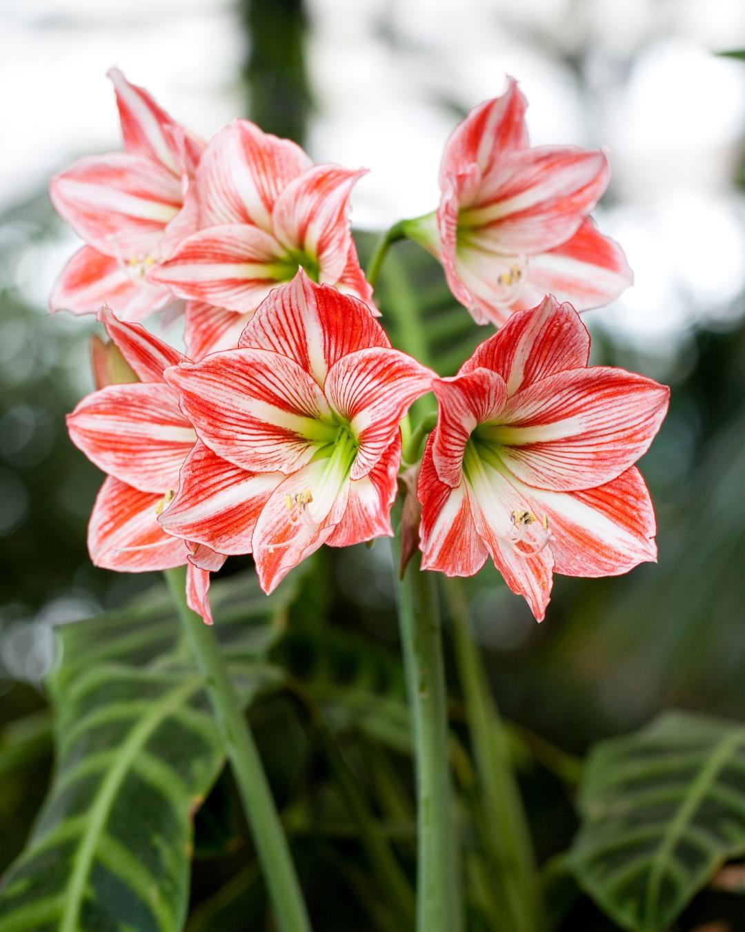 Amaryllis