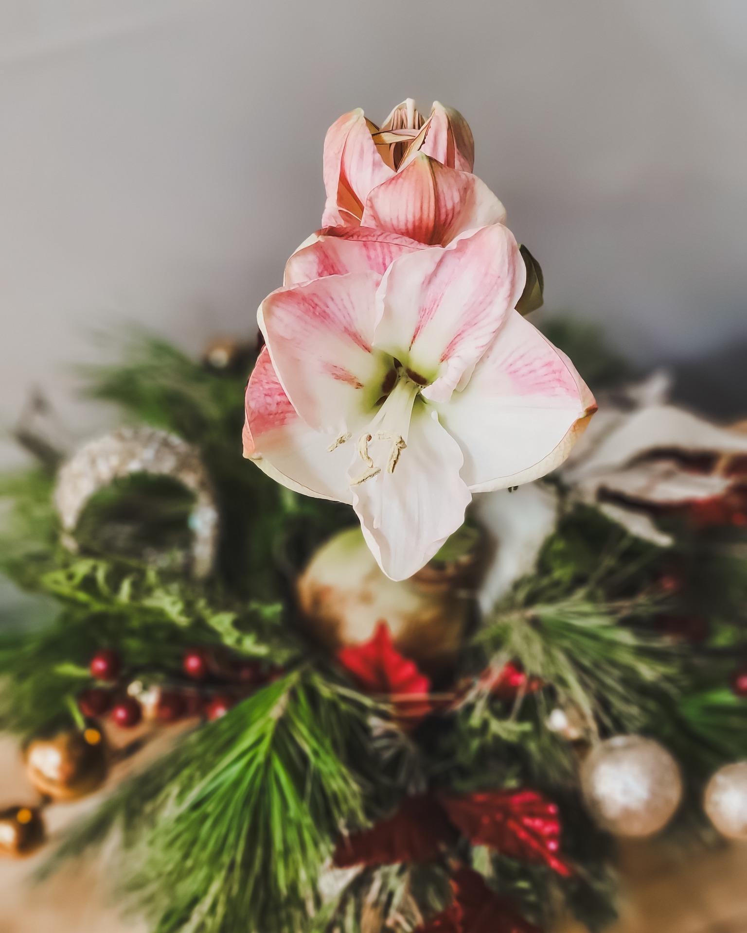 Centre de table naturel Amaryllis Serres St-Élie 