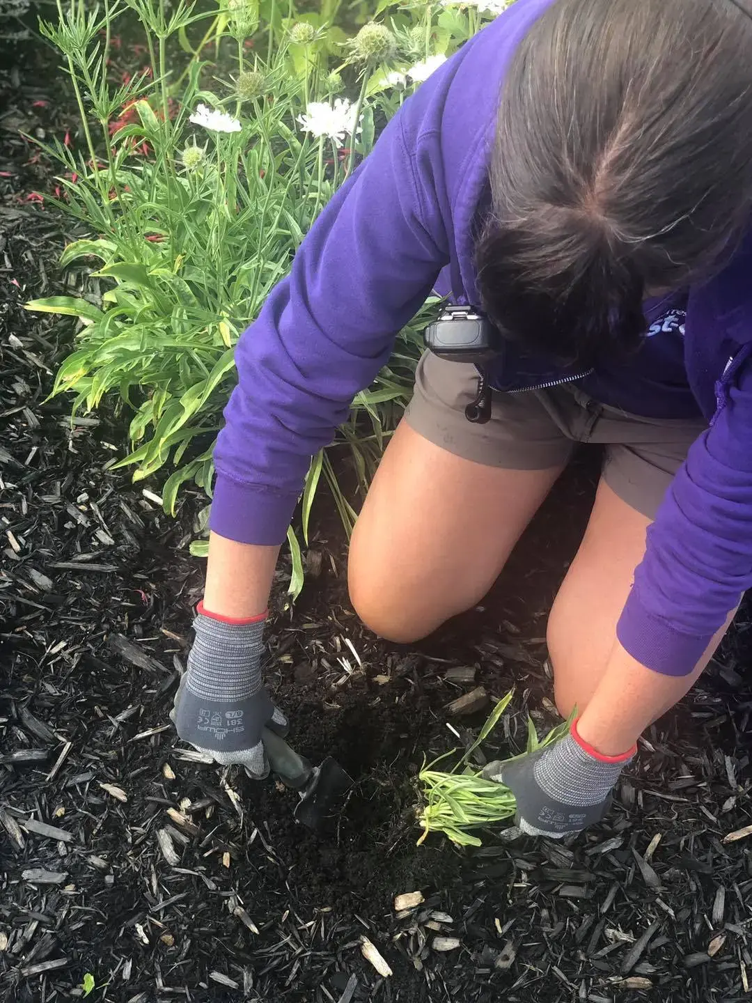 Serres St-Élie_Coach et Consultation à domicile_Francine_Jardin_Plate bande_Végétaux