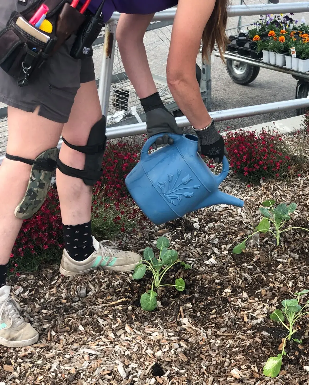 Serres St-Élie_Coach et Consultation à domicile_Francine_Jardin_Plate bande_Végétaux