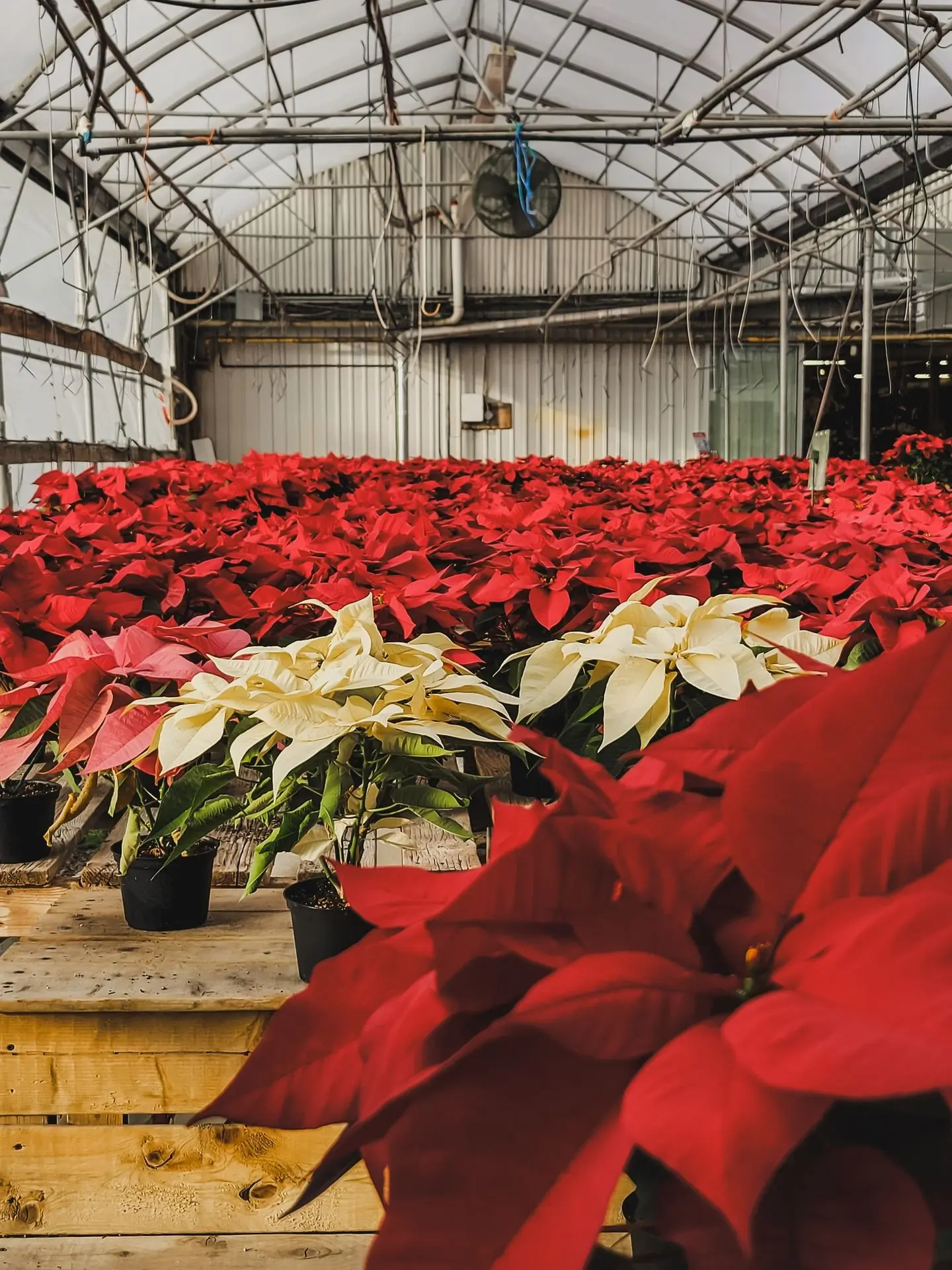 Accueil_Noël_Poinsettia_Serres St-Élie Accueil_Noël_Poinsettia_Serres St-Élie