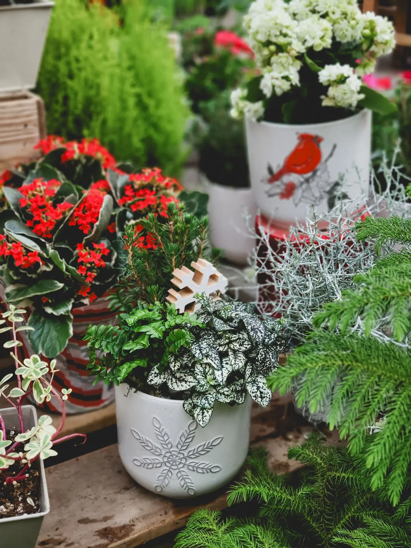 Accueil_Noël_Plantes_Serres St-élie Accueil_Noël_Plantes_Serres St-élie