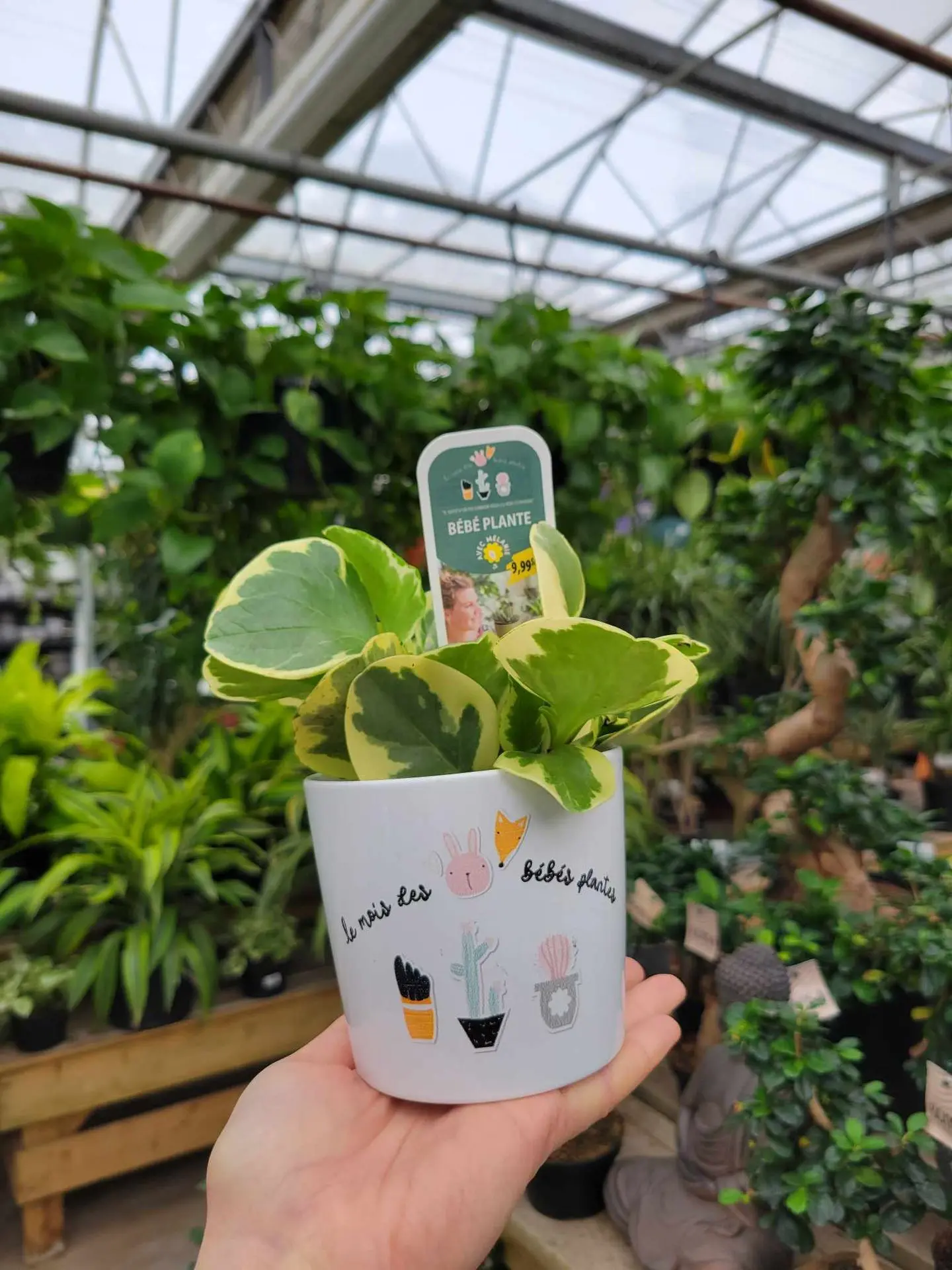 Serres St-Élie_Partenaire_mois des bébés plantes Serres St-Élie_Partenaire_mois des bébés plantes