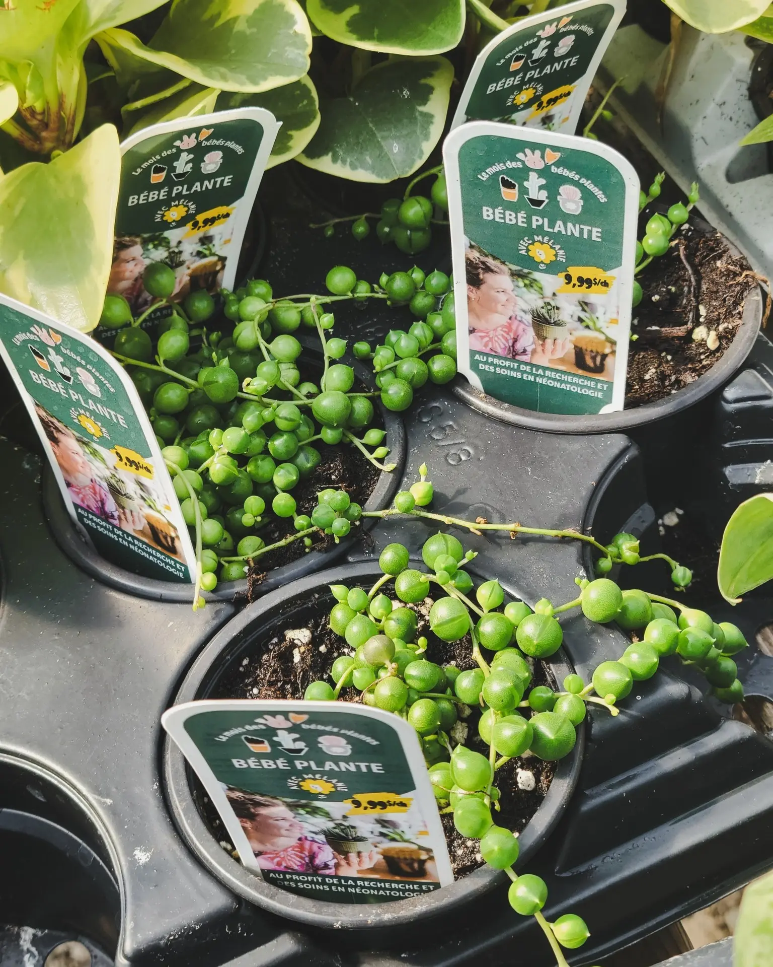 Serres St-Élie_Partenaire_mois des bébés plantes Serres St-Élie_Partenaire_mois des bébés plantes