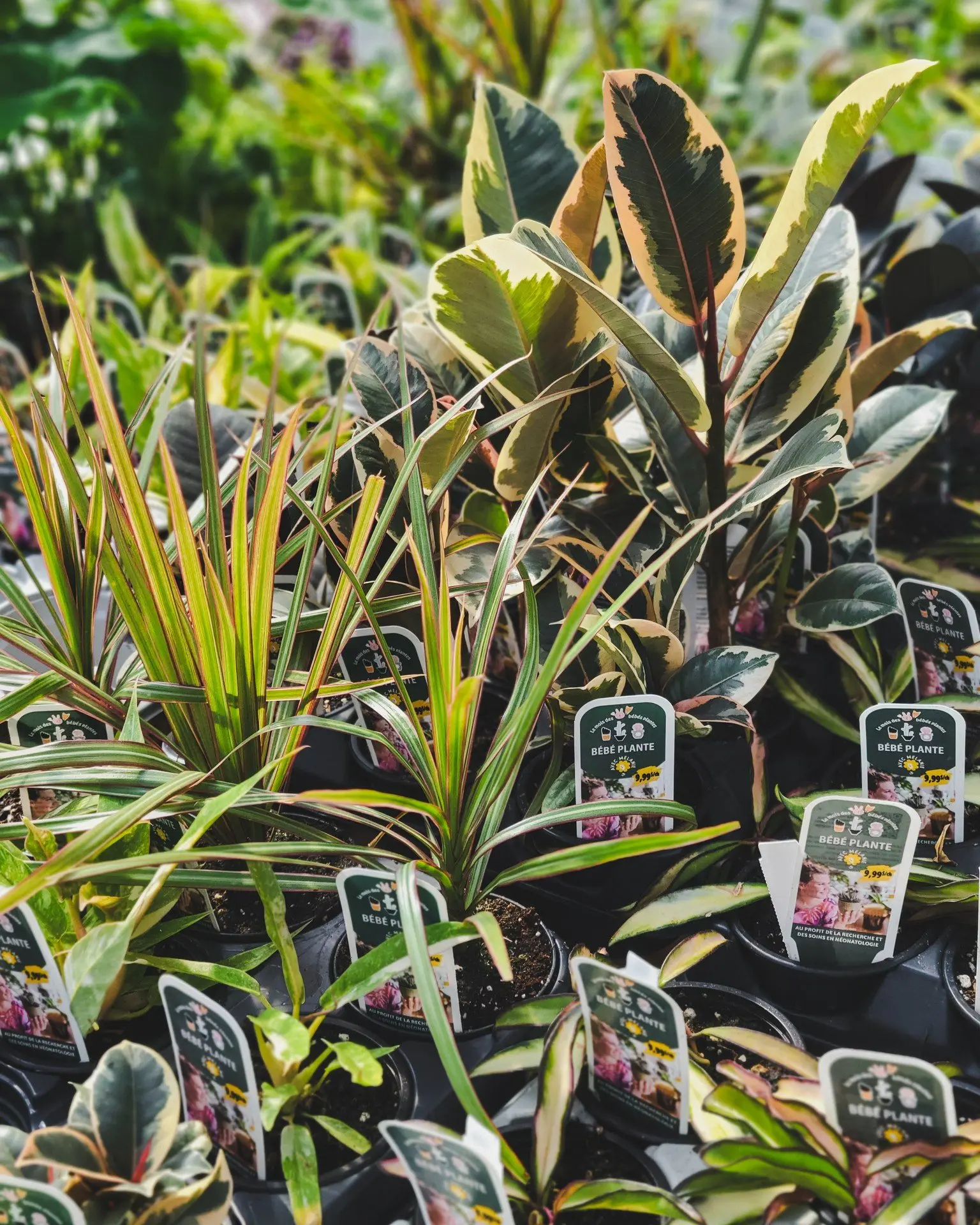 Serres St-Élie_Partenaire_mois des bébés plantes Serres St-Élie_Partenaire_mois des bébés plantes