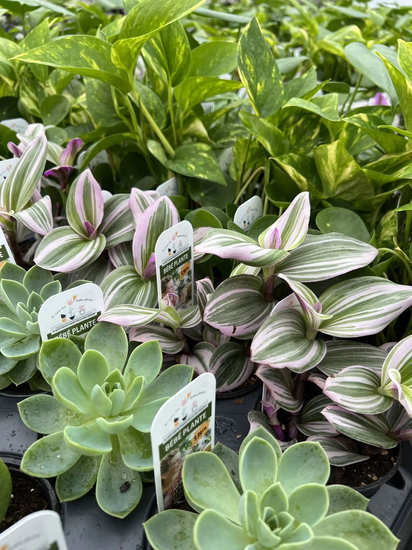 Serres St-Élie_Partenaire_mois des bébés plantes Serres St-Élie_Partenaire_mois des bébés plantes