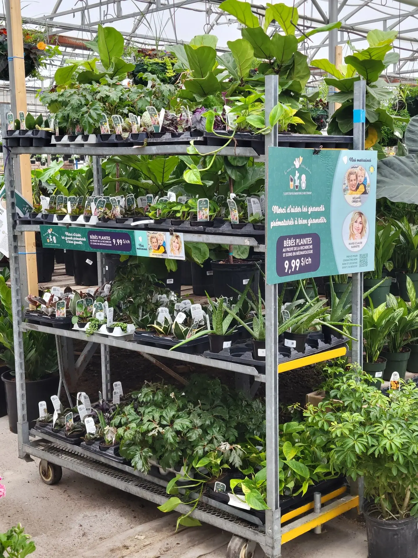 Serres St-Élie_Partenaire_mois des bébés plantes Serres St-Élie_Partenaire_mois des bébés plantes