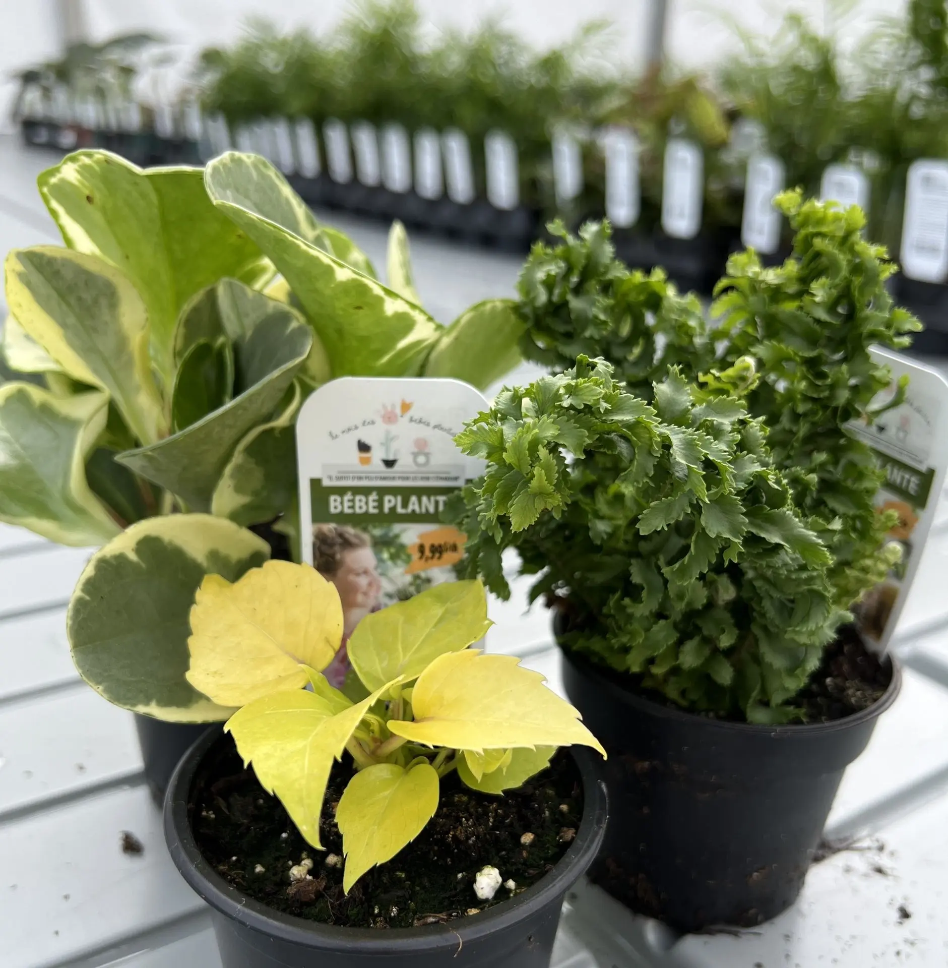 Serres St-Élie_Partenaire_mois des bébés plantes Serres St-Élie_Partenaire_mois des bébés plantes