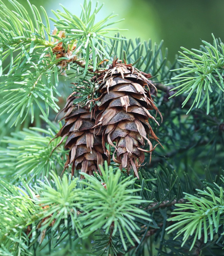 Conifère_pin