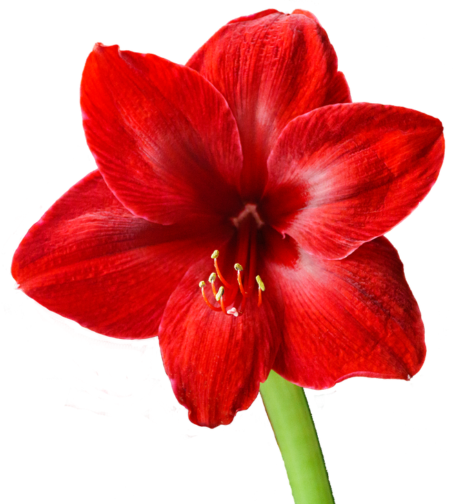 Bulbes d'amaryllis rouge