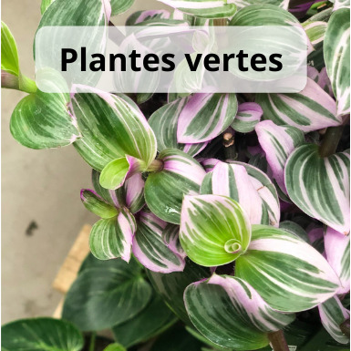 Boutique en ligne _ Plantes Vertes _ Tradescantia nanouk