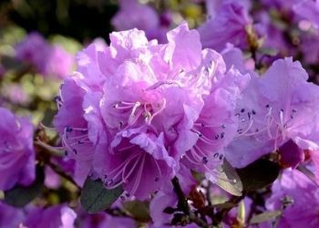 Pépinière _ Rhododendron _ Info lettre 