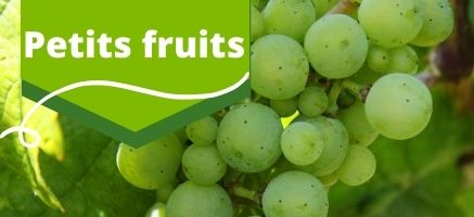 Boutique en ligne _ Produit _ végétaux _ Petits fruits