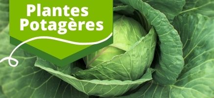 Boutique en ligne _ Produit _ végétaux _ Potager_Légumes_fines herbes