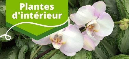 Boutique en ligne _ Produit _ végétaux _ Plantes intérieures