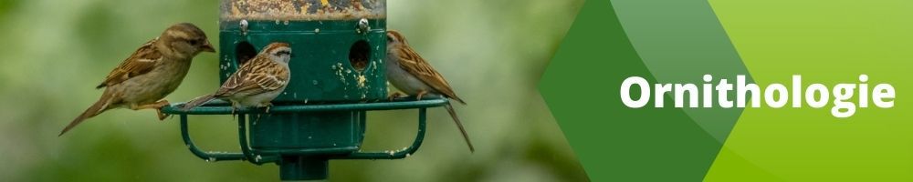 Mangeoire d'oiseaux sauvages – Jardinerie Fortier