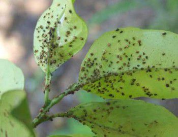 Invasion de pucerons au jardin