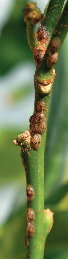 Blogue_Cochenille à bouclier_Insectes ravageurs