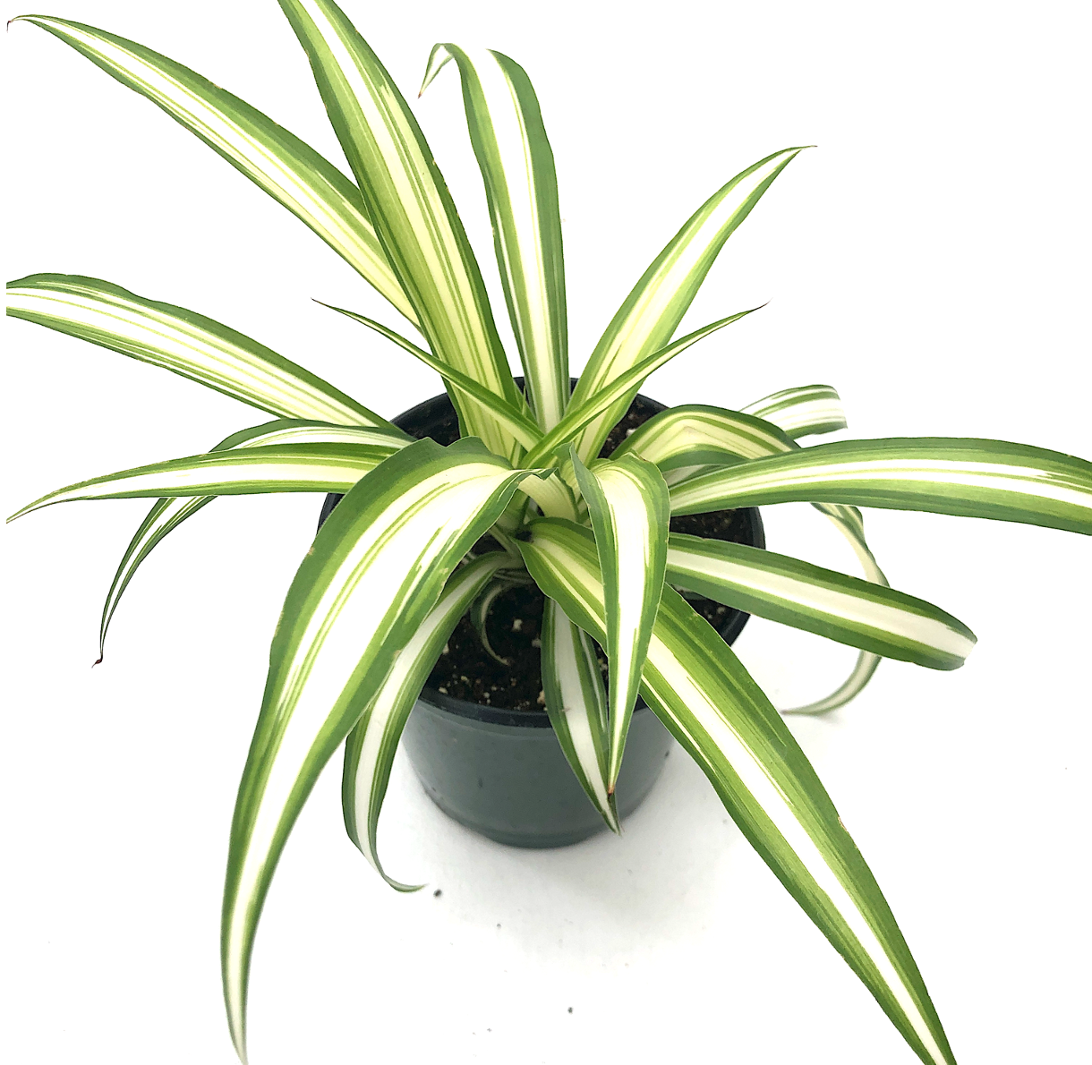 5 ÉTAPES FACILES POUR BOUTURER UN CHLOROPHYTUM