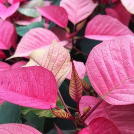 Végétaux_Plante verte_Poinsettia_rose