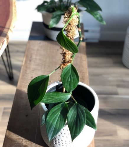 Comment faire un tuteur en sphaigne naturelle pour monstera - Mimipots 