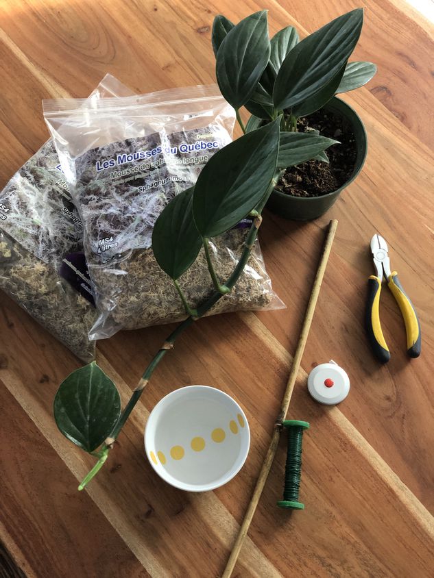 Comment faire un tuteur en sphaigne pour Monstera, Philodendron