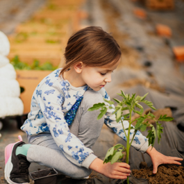 Activité_Transplanter les gros plants