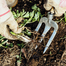 Activité_Enlever les mauvais herbes