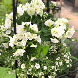  Blogue_Nos astuces pour réussir vos jardinières de fleurs annuelles