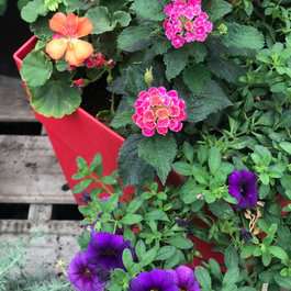Blogue_Nos astuces pour réussir vos jardinières de fleurs annuelles