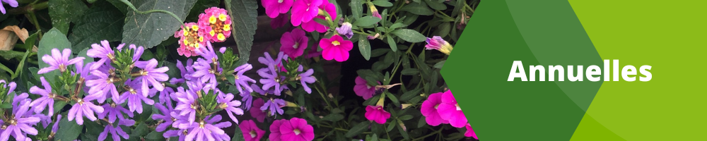 Fleurs annuelles Fleurs annuelles