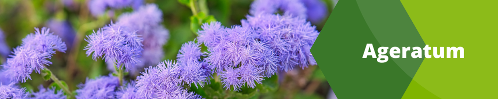 Fleurs annuelles_Pots individuels_Ageratum Fleurs annuelles_Pots individuels_Ageratum