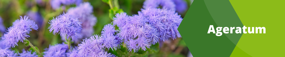 Fleurs annuelles_Pots individuels_Ageratum