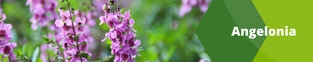 Angelonia