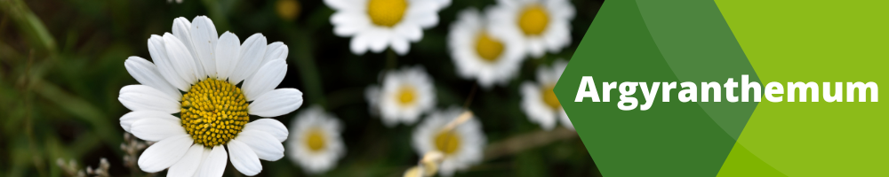 Fleurs annuelles_pots individuels_Argyranthemum Fleurs annuelles_pots individuels_Argyranthemum