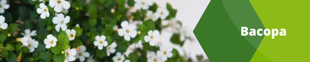 Fleurs Annuelles_ pots individuels_Bacopa Fleurs Annuelles_ pots individuels_Bacopa