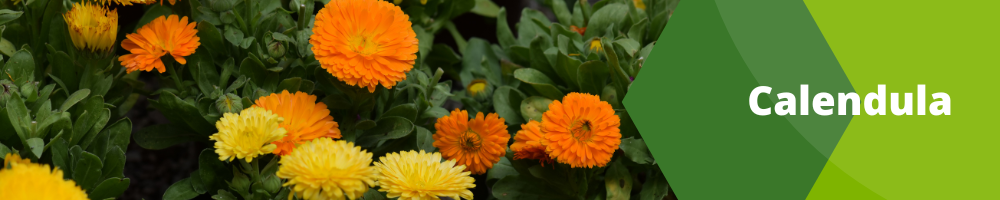 Fleurs Annuelles_ pots individuels_Calendula Fleurs Annuelles_ pots individuels_Calendula
