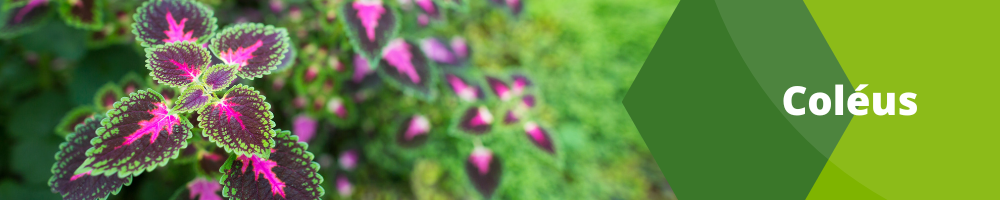 Fleurs annuelles_Pots individulle_Coleus Fleurs annuelles_Pots individulle_Coleus
