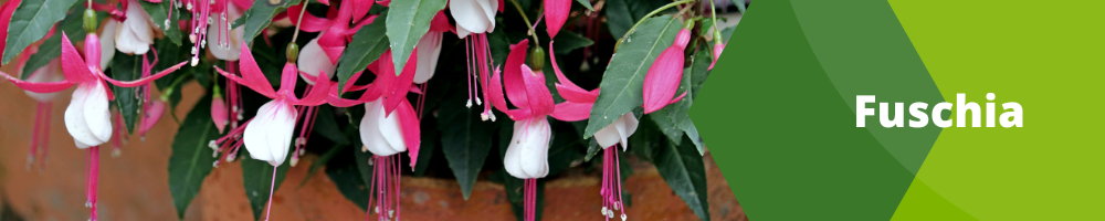 Fuschia