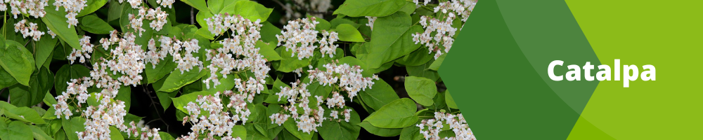 Catalpa