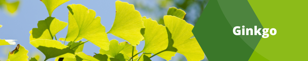 Ginkgo