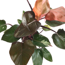 Philodendron pink princesse